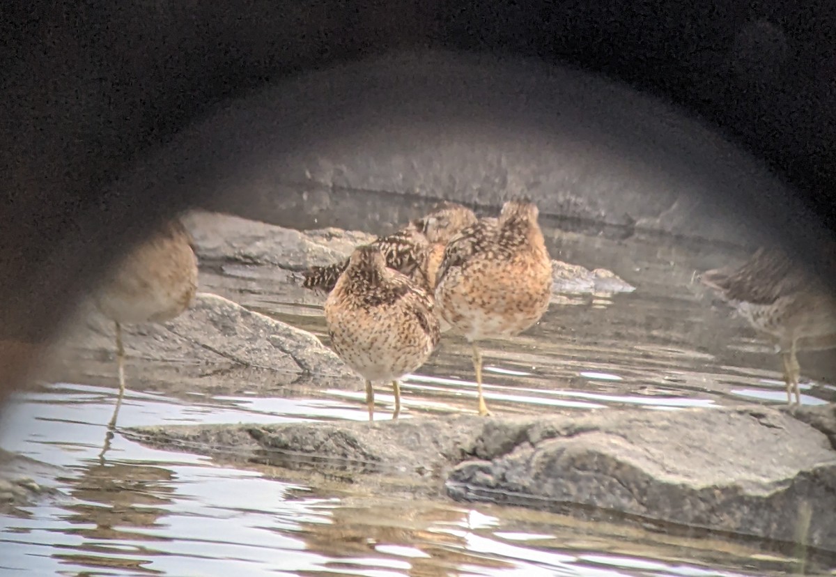 Short-billed Dowitcher - ML595590451