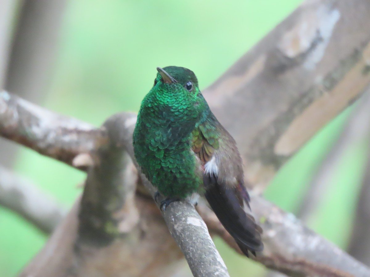 Blue-tailed Hummingbird - ML595590491