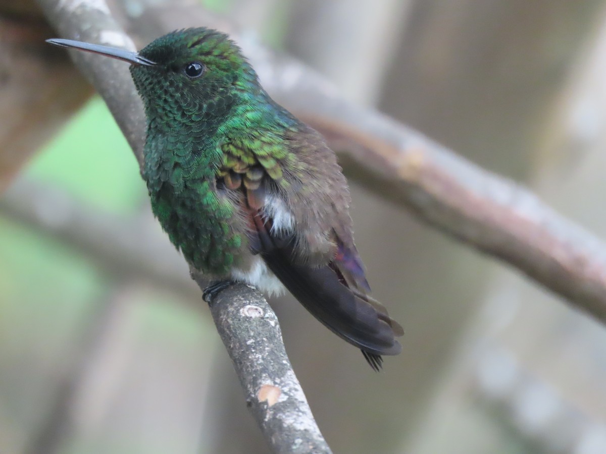 Blue-tailed Hummingbird - ML595590501