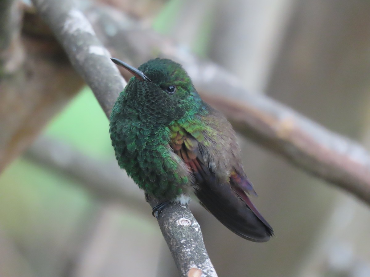 Blue-tailed Hummingbird - ML595590531
