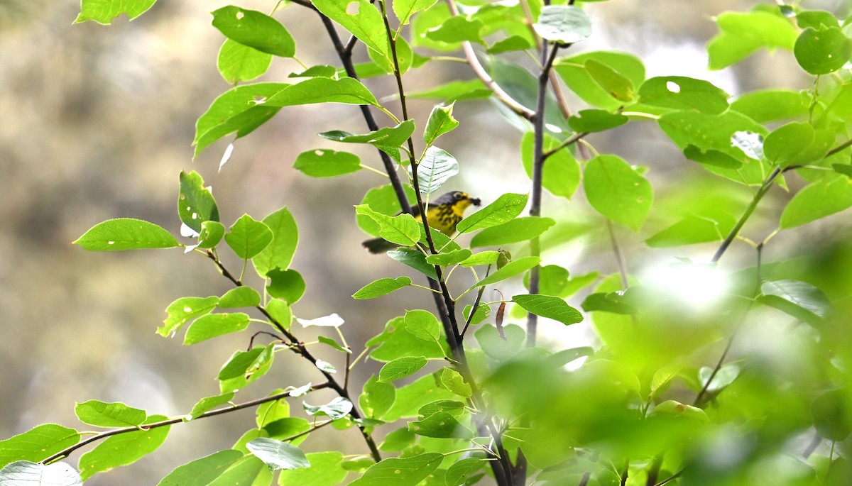 Canada Warbler - ML595590851