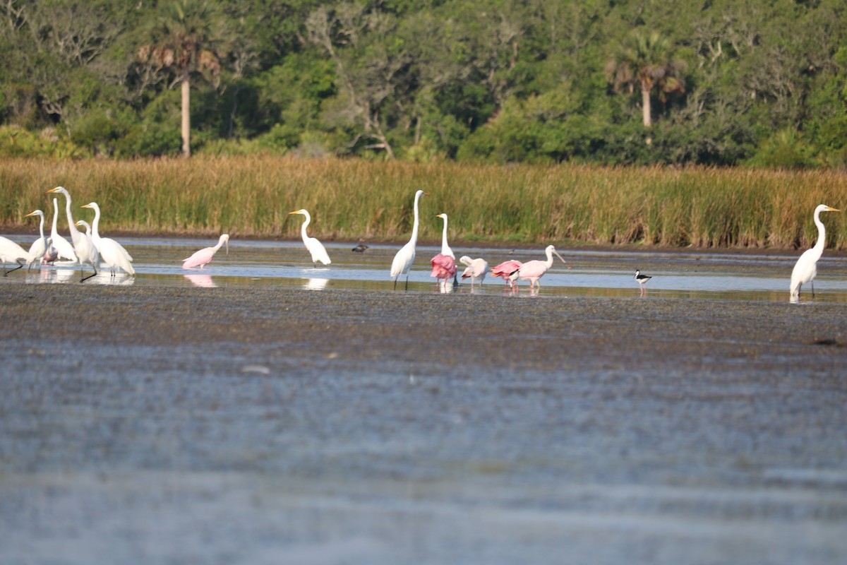 Roseate Spoonbill - ML59559091