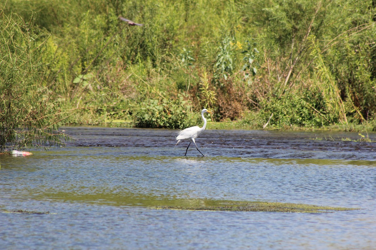 Great Egret - ML595591811