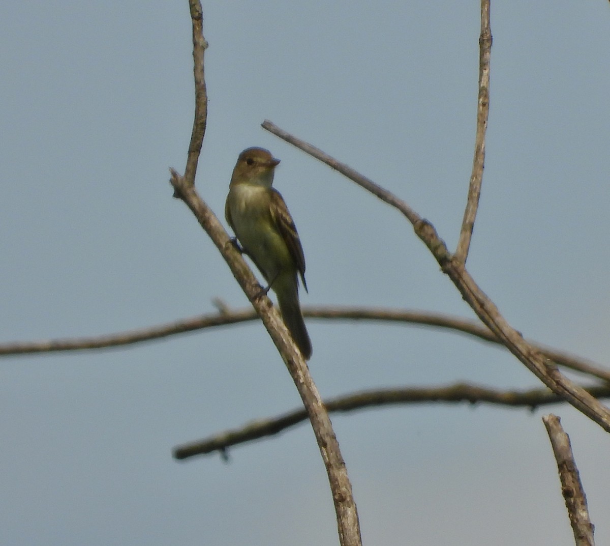 Willow Flycatcher - ML595592551