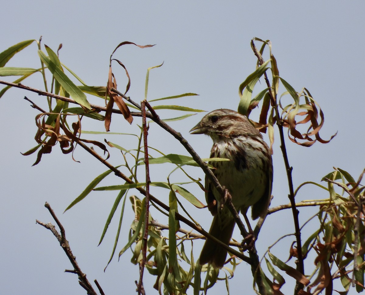 Song Sparrow - ML595592641