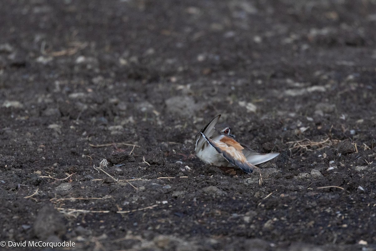 Killdeer - ML595592651