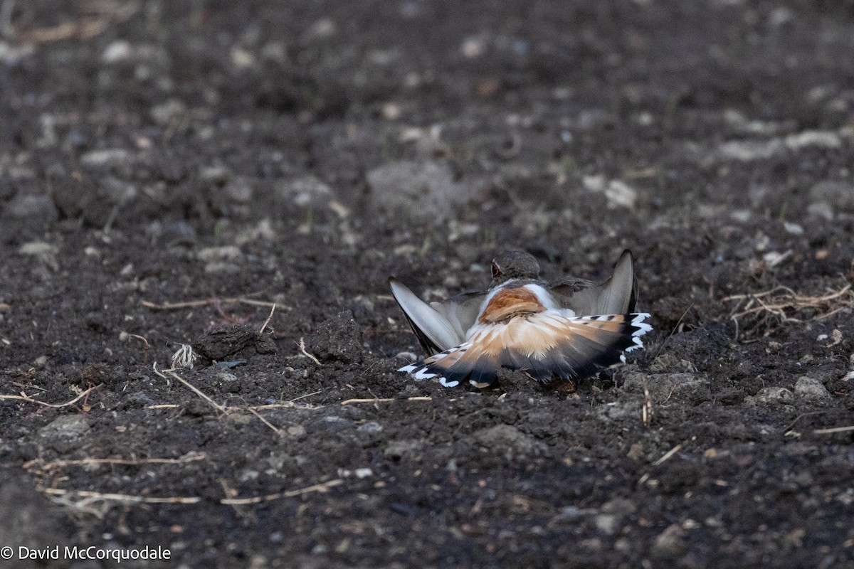 Killdeer - ML595592661