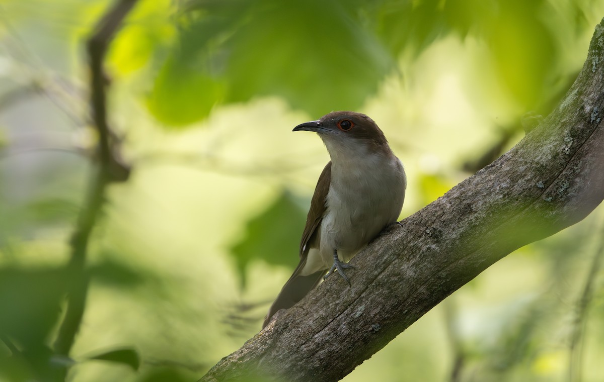 Black-billed Cuckoo - ML595592861