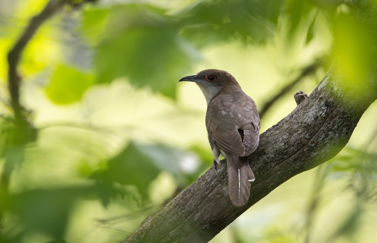 Black-billed Cuckoo - ML595592871