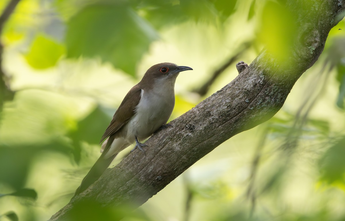 Black-billed Cuckoo - ML595592881