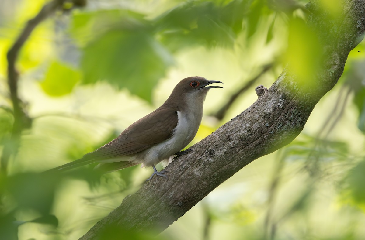 Black-billed Cuckoo - ML595592891