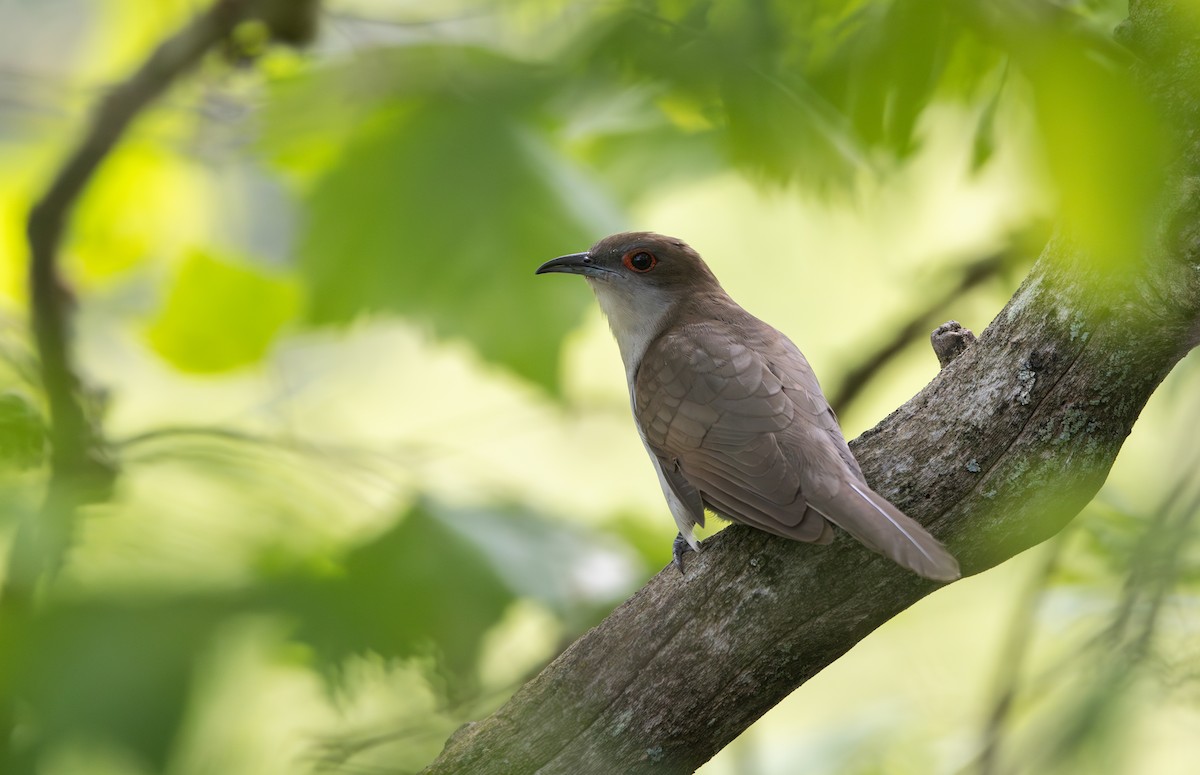 Black-billed Cuckoo - ML595592961