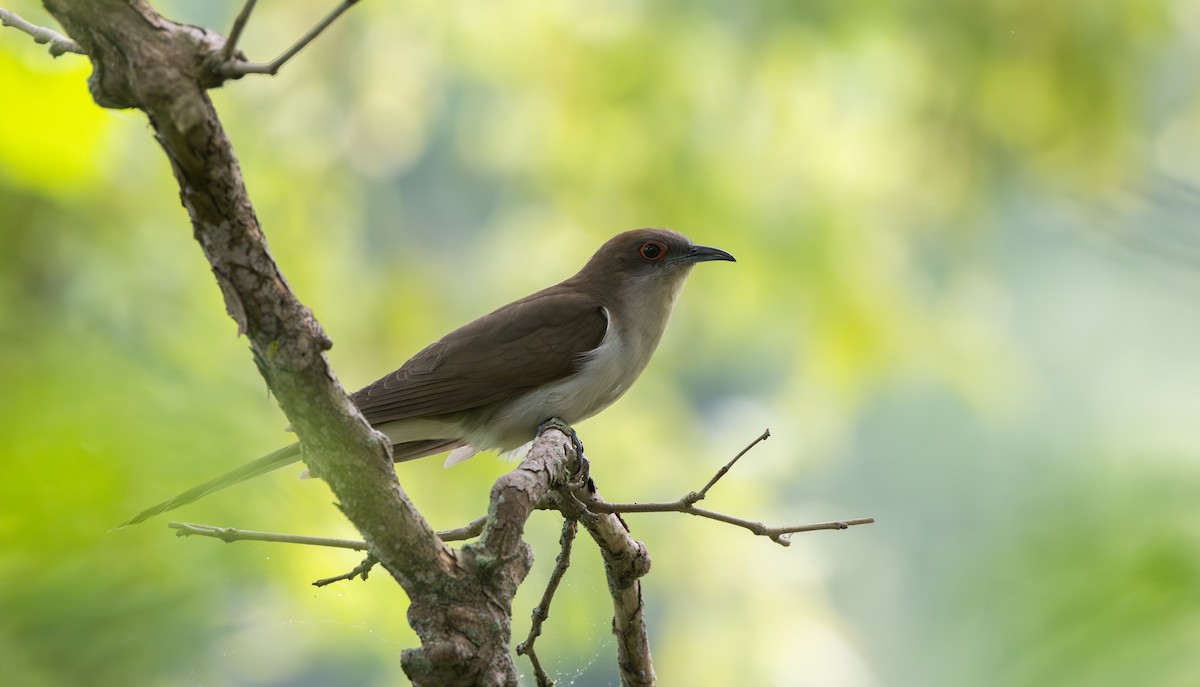 Black-billed Cuckoo - ML595593011