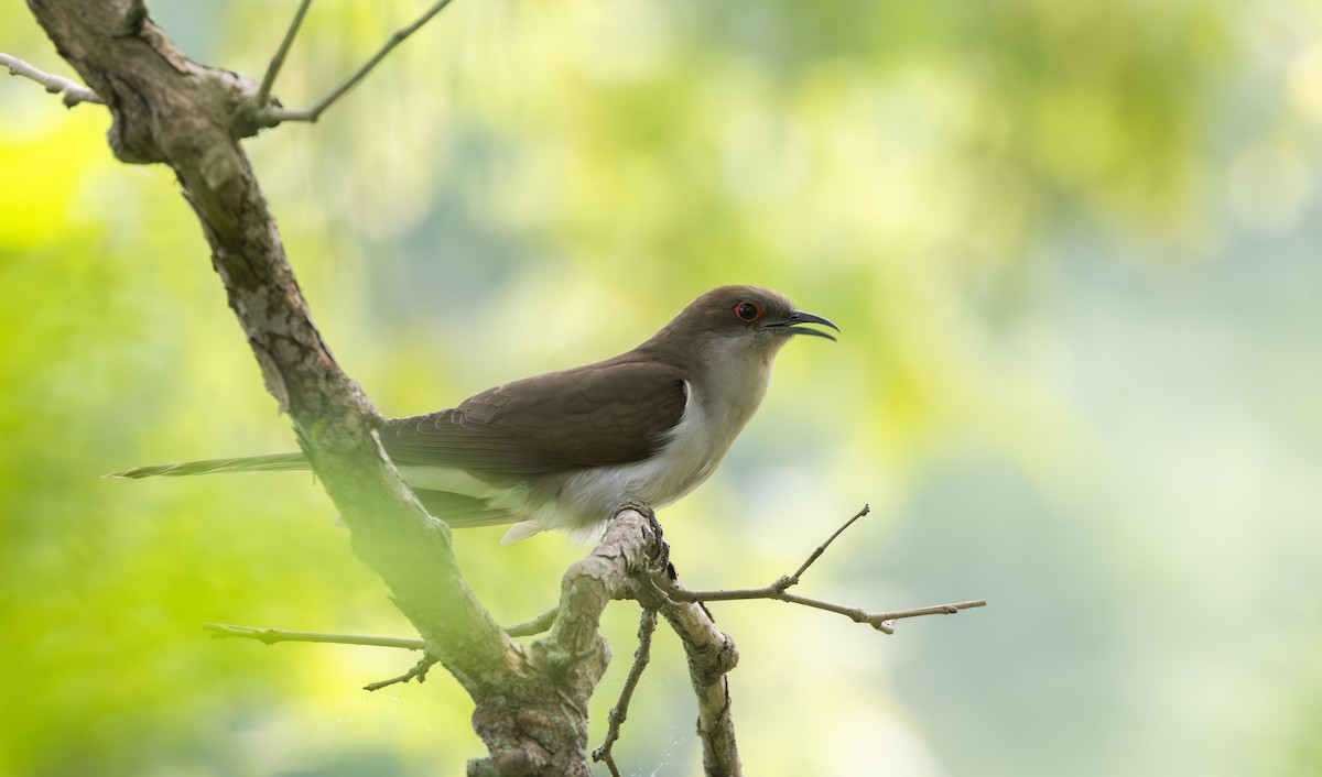 Black-billed Cuckoo - ML595593031