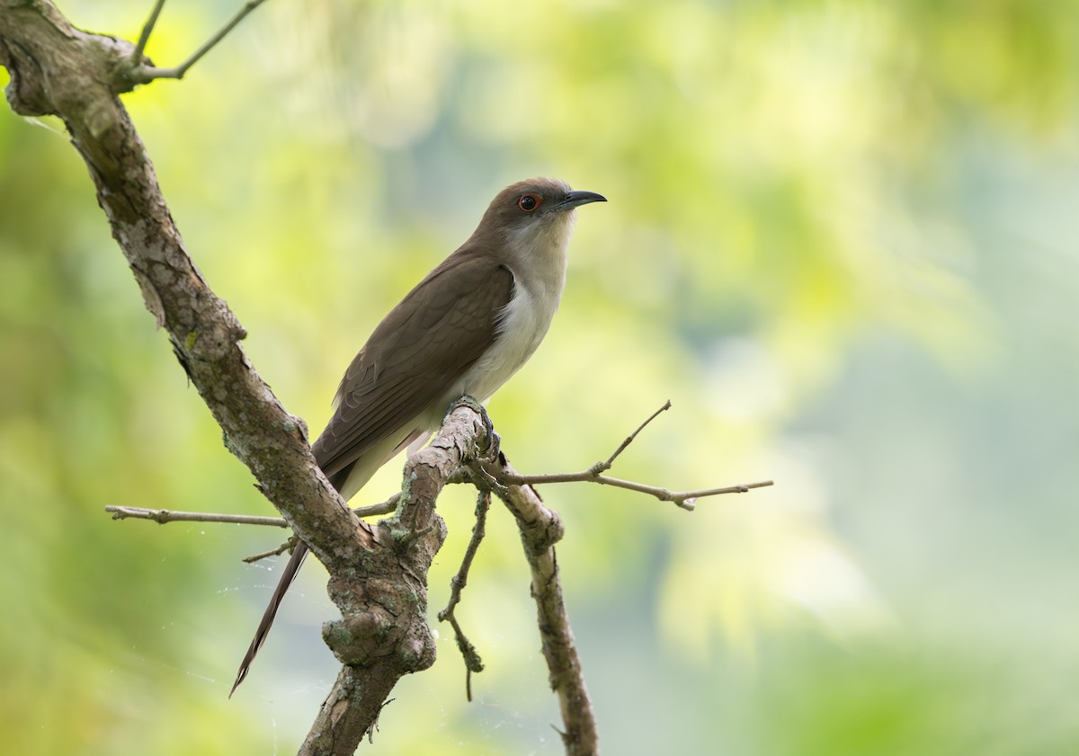 Black-billed Cuckoo - Jay McGowan