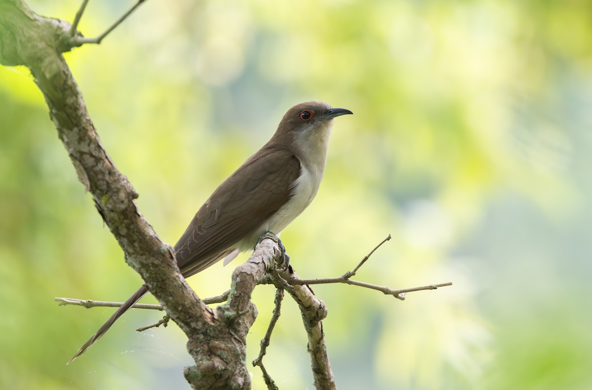 Black-billed Cuckoo - ML595593051