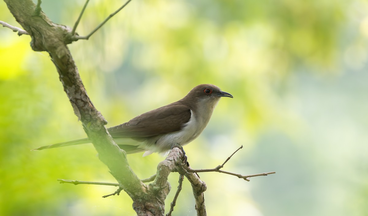 Black-billed Cuckoo - ML595593061