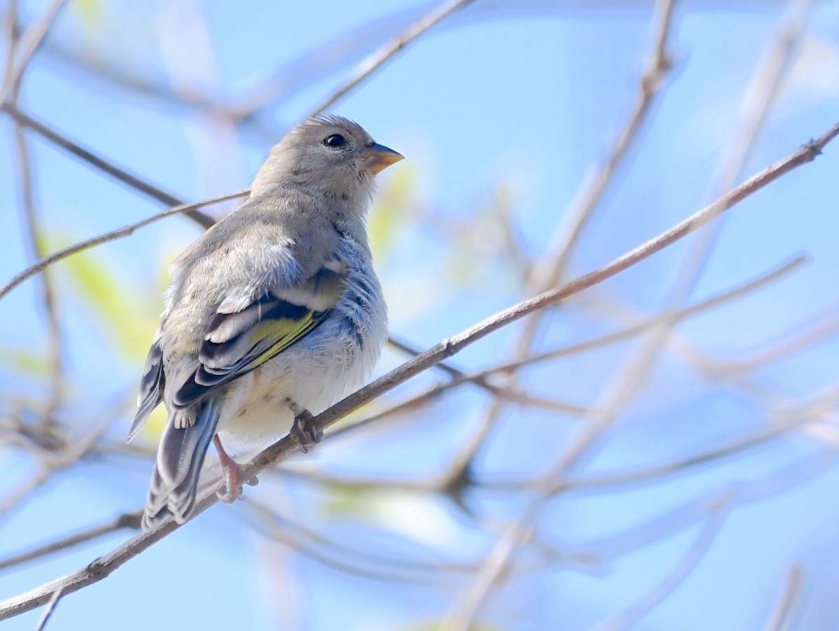 Lawrence's Goldfinch - Kat Byrd