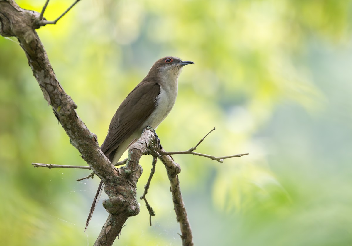 Black-billed Cuckoo - ML595593111