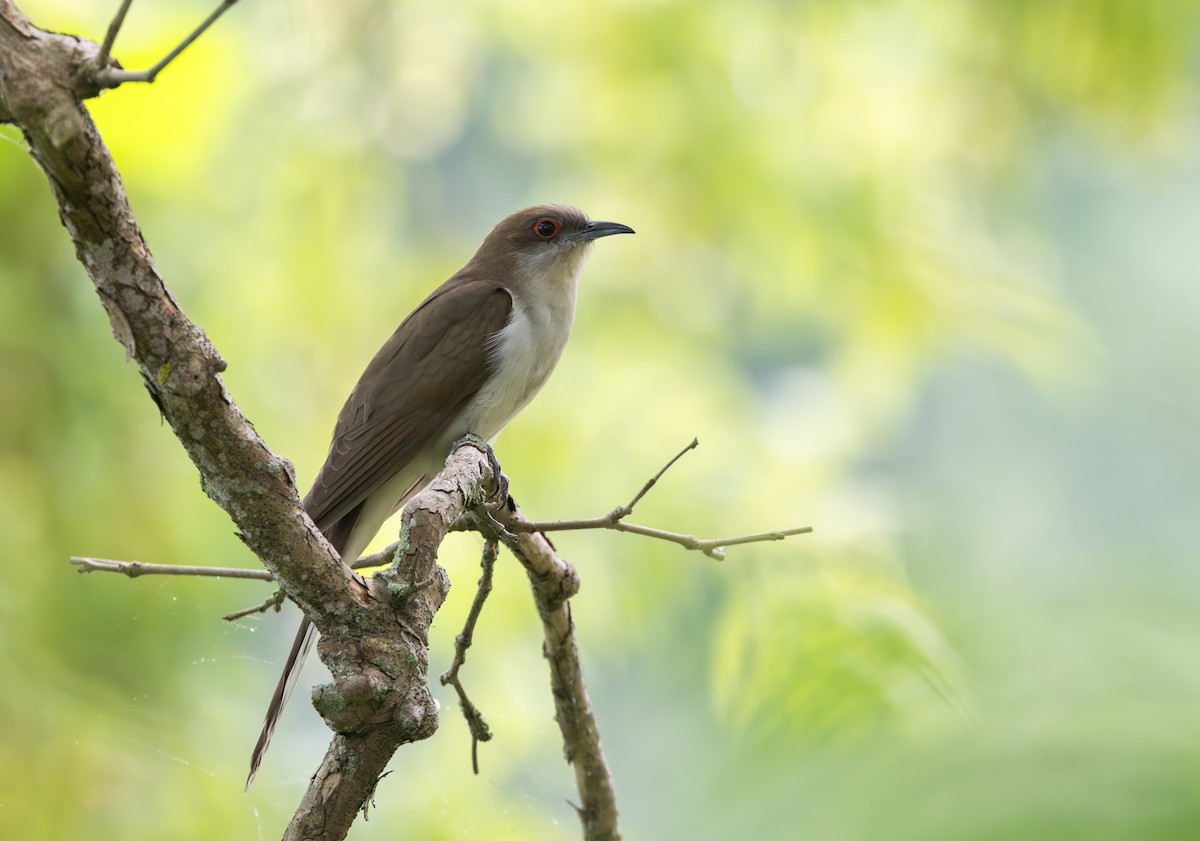 Black-billed Cuckoo - ML595593121