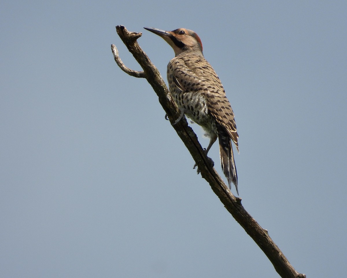 Northern Flicker - ML595593241
