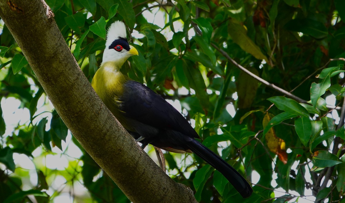 Turaco Crestiblanco - ML595593321