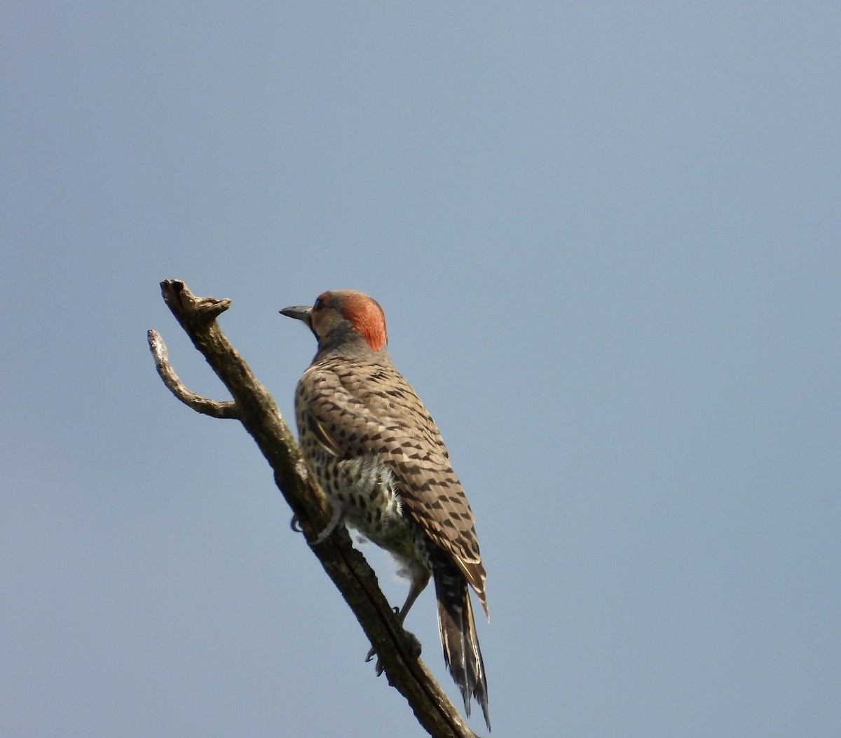 Northern Flicker - ML595593361