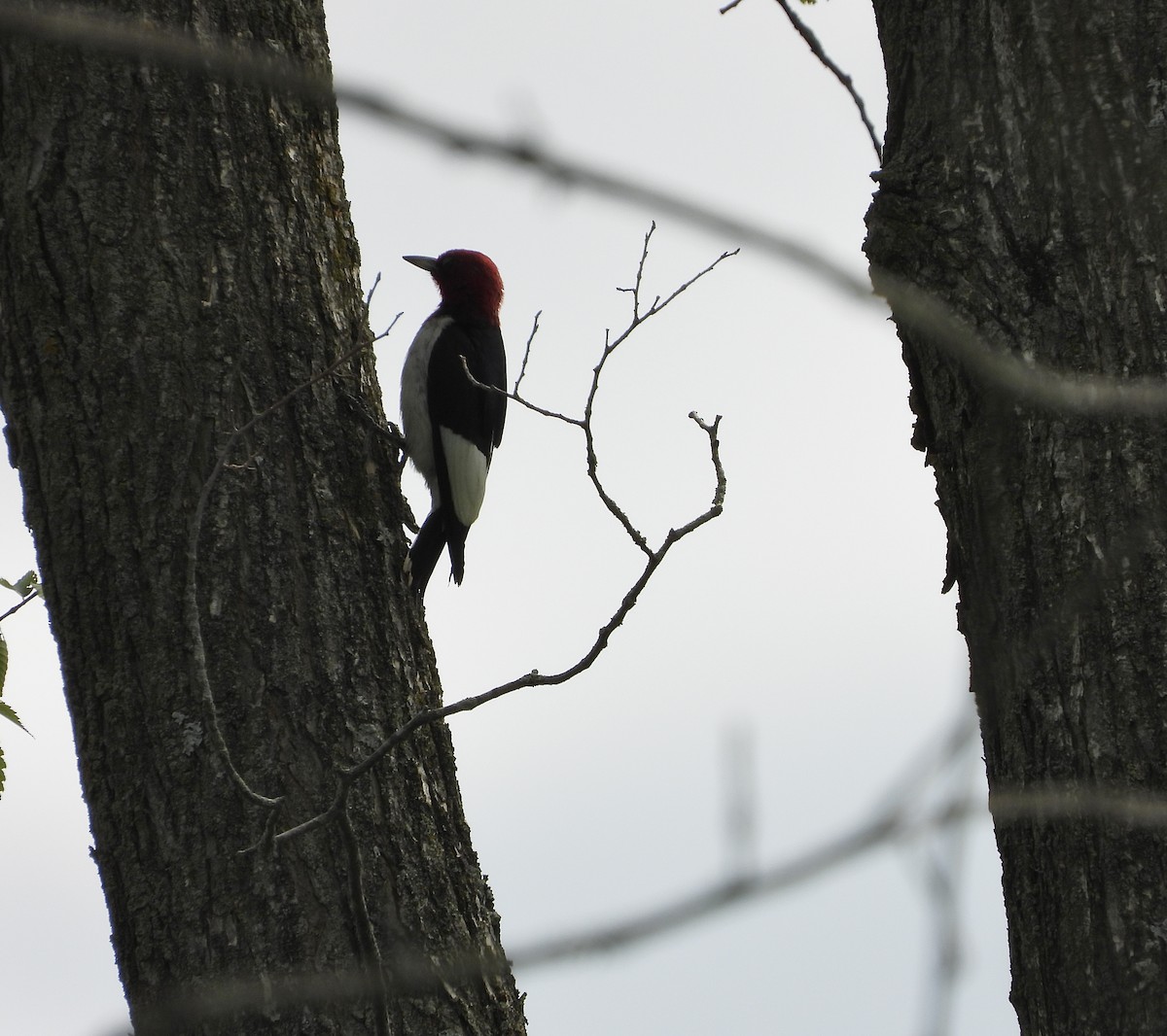 Red-headed Woodpecker - ML595593541