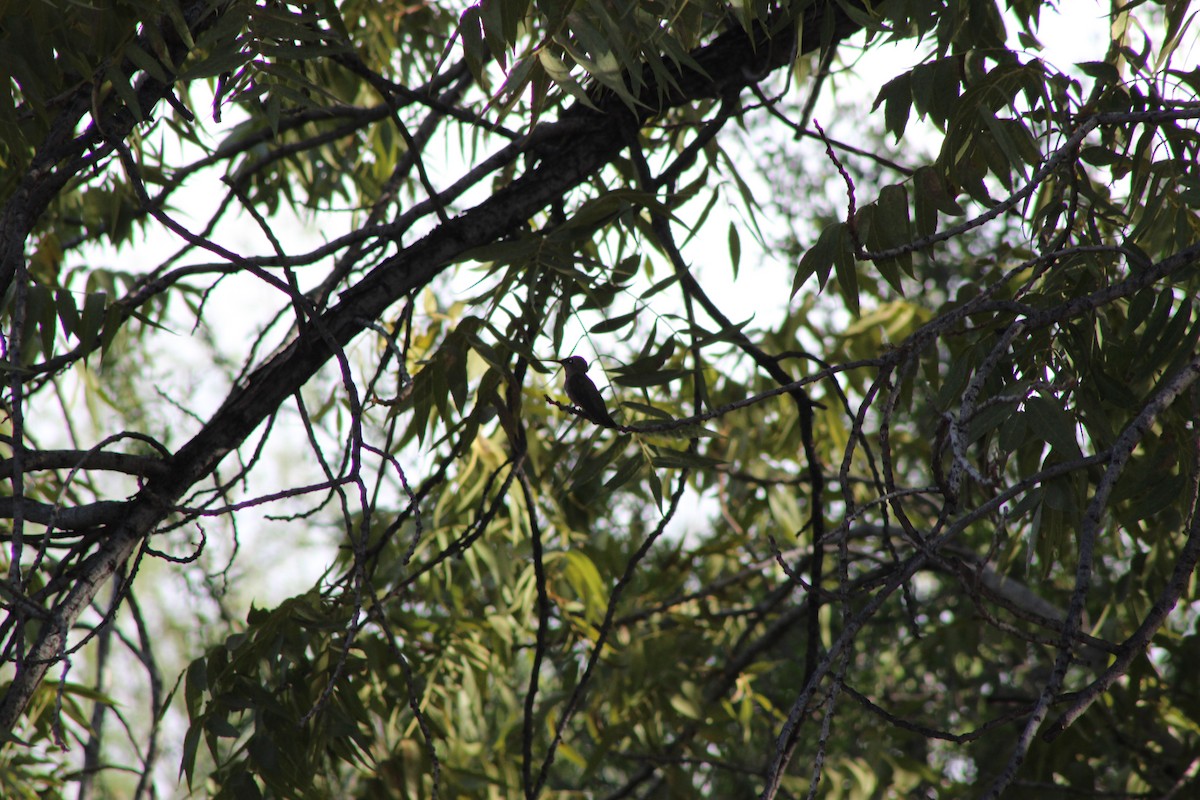 ub. kolibri (Trochilidae sp.) - ML595593671