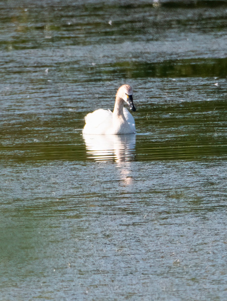 Tundra Swan - ML595594021