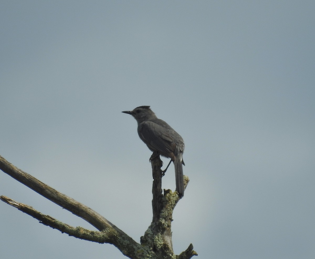 Gray Catbird - ML595594031