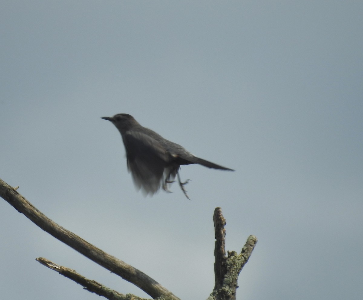 Gray Catbird - ML595594101