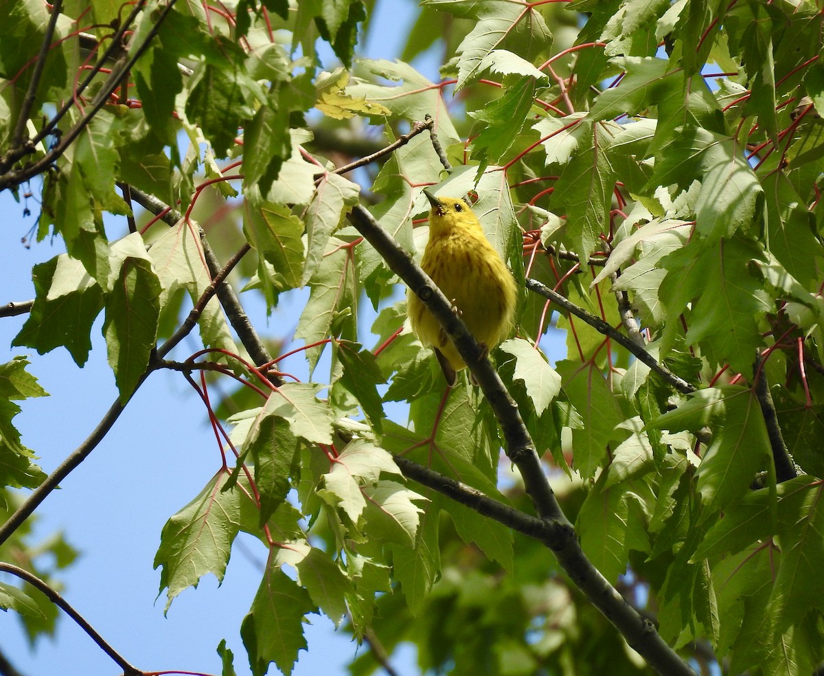 Yellow Warbler (Northern) - ML595594361