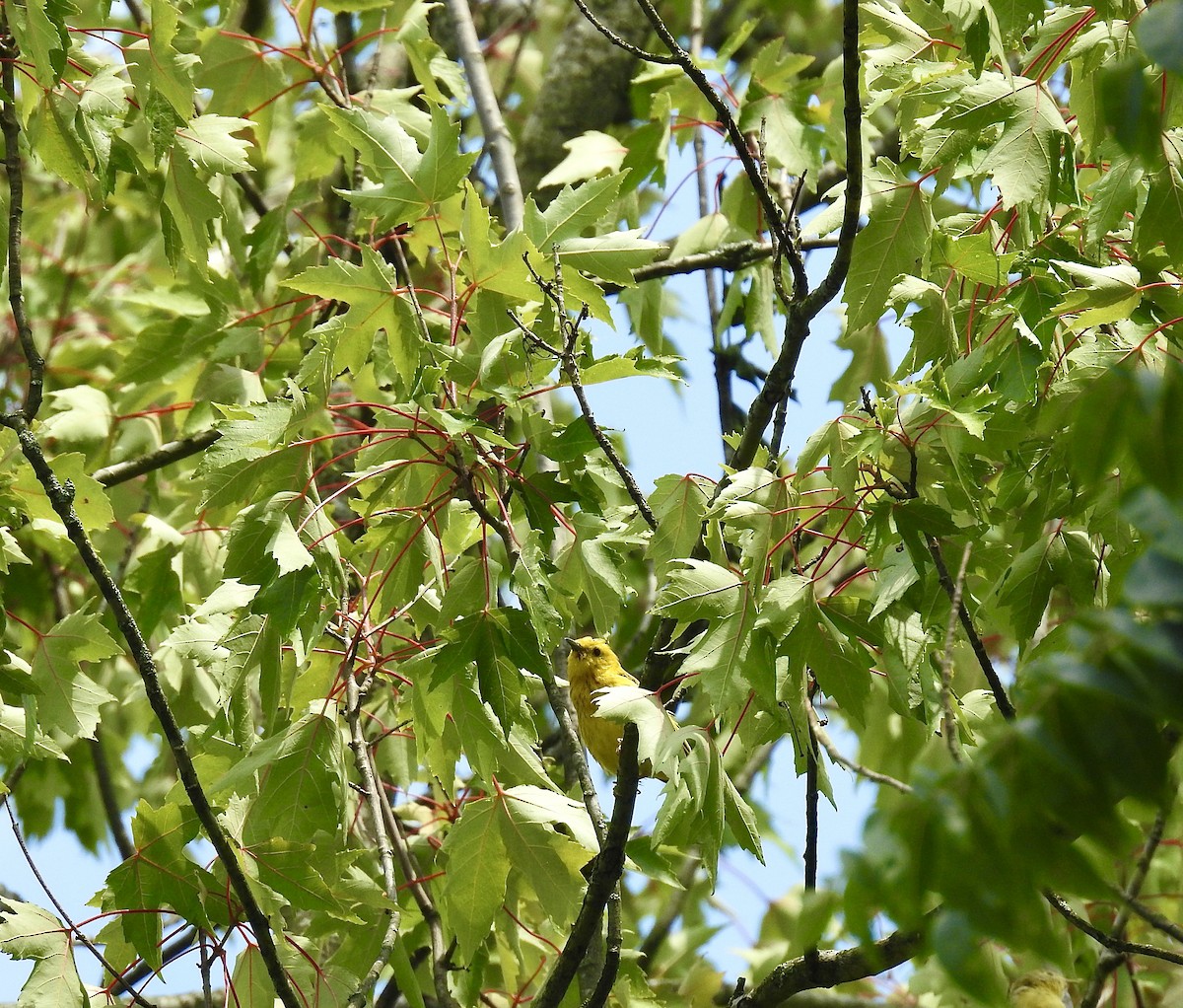 Yellow Warbler (Northern) - ML595594411
