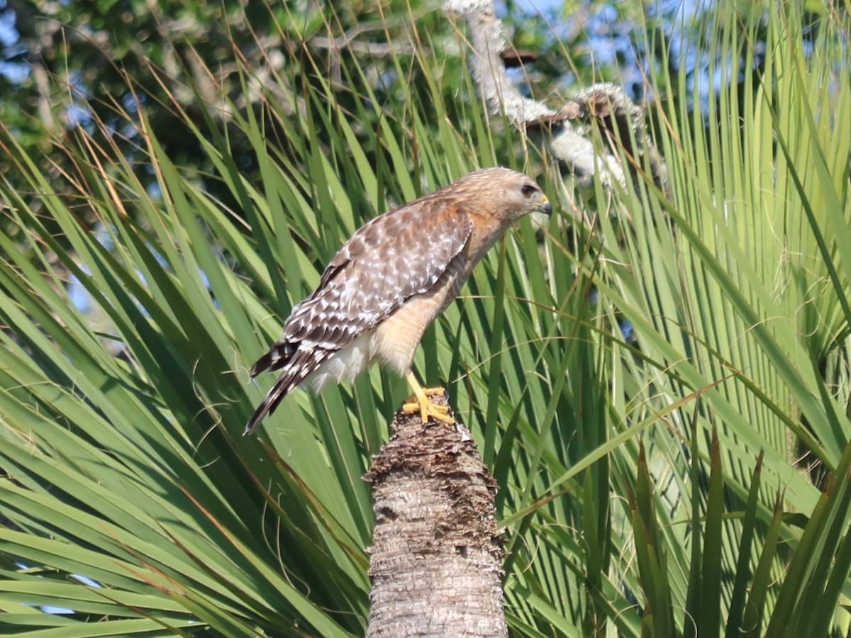 Red-shouldered Hawk - ML59559461