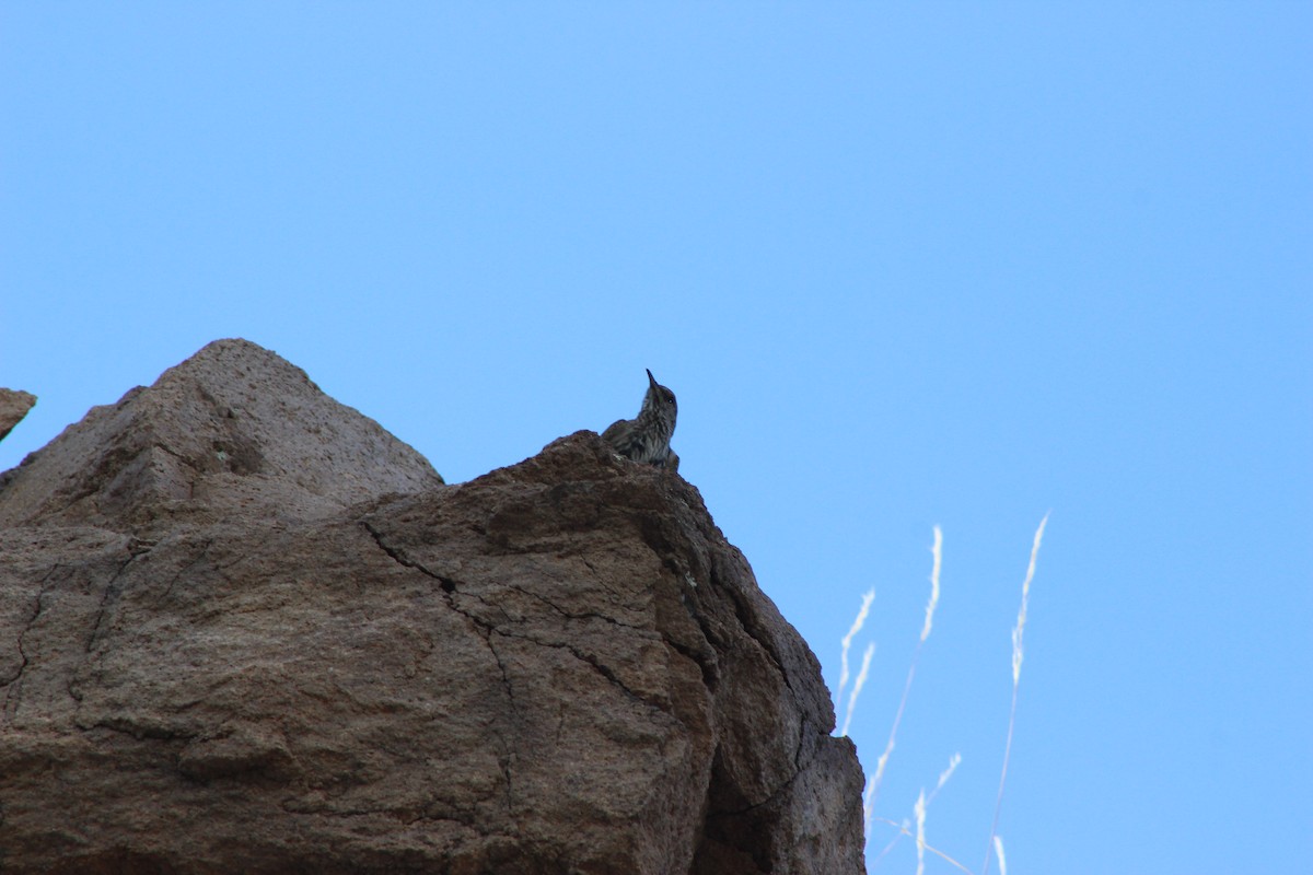 Cactus Wren - ML595594631