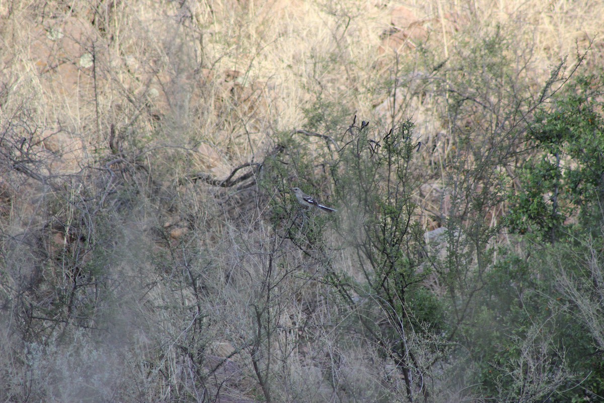 Northern Mockingbird - ML595594831