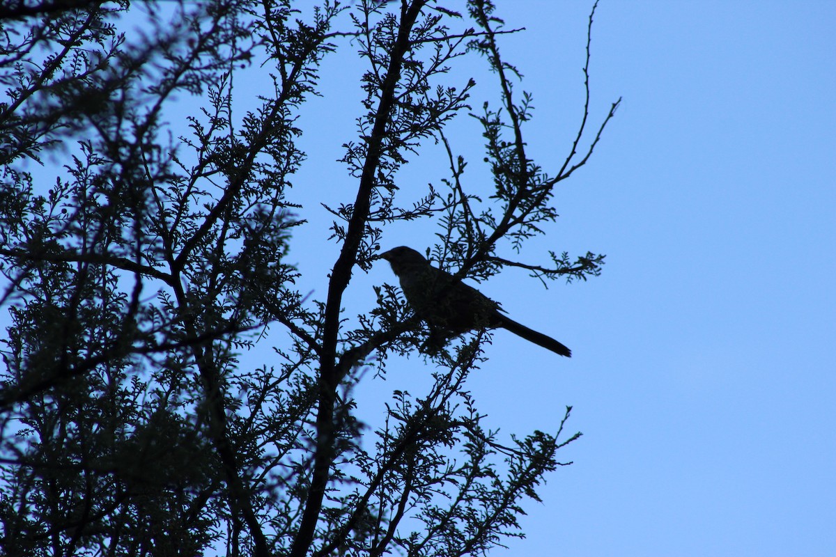 Canyon Towhee - ML595594971