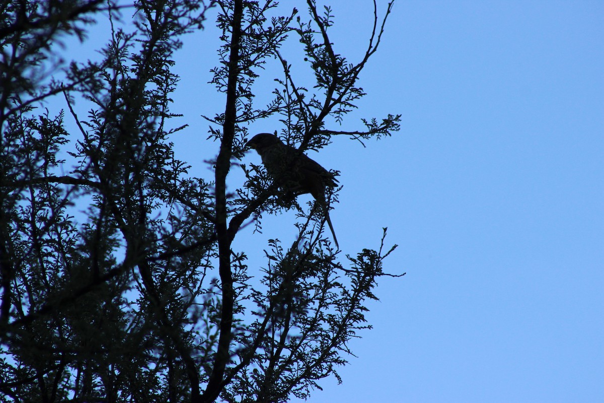 Canyon Towhee - ML595594991