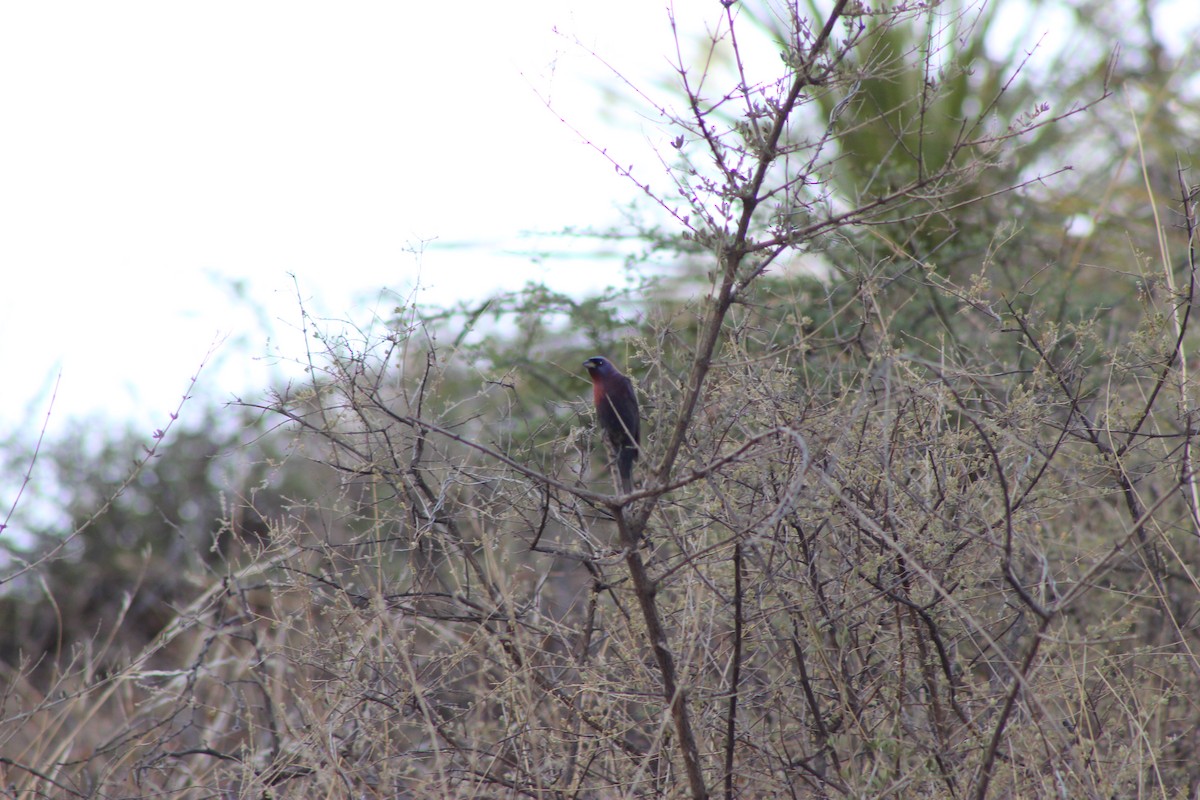 Varied Bunting - ML595595131