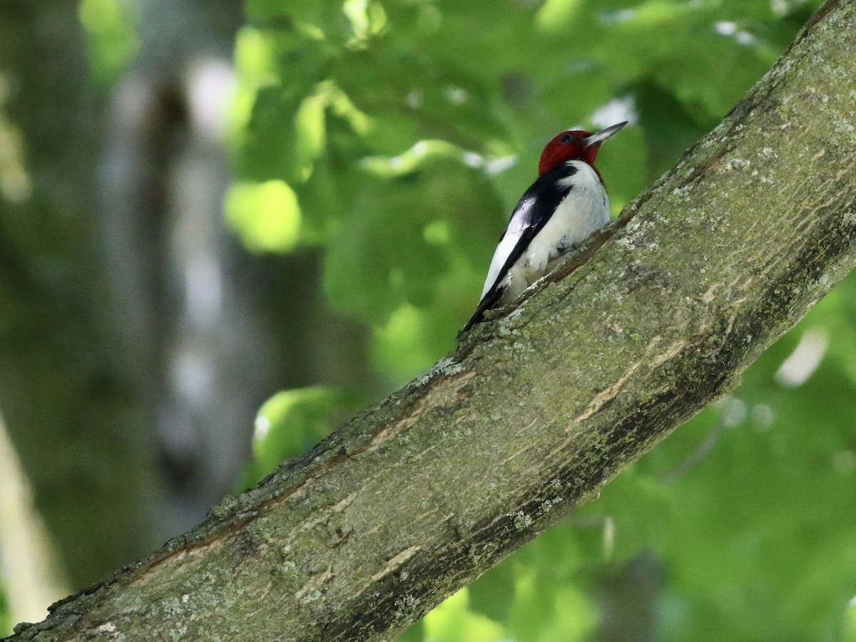 Red-headed Woodpecker - ML595595281