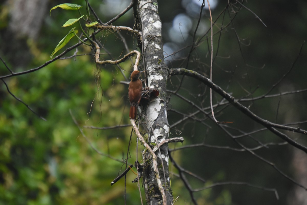 Plain-brown Woodcreeper - Jerry Davis