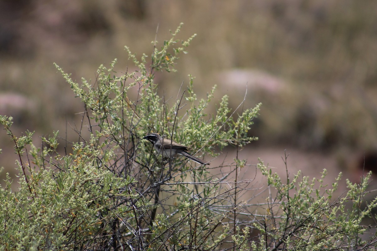 Black-throated Sparrow - ML595596401