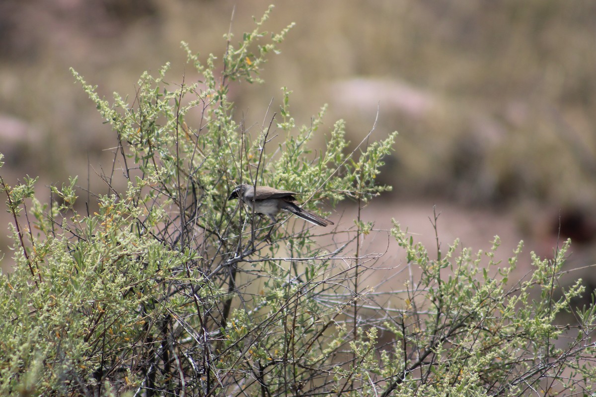 Black-throated Sparrow - ML595596421