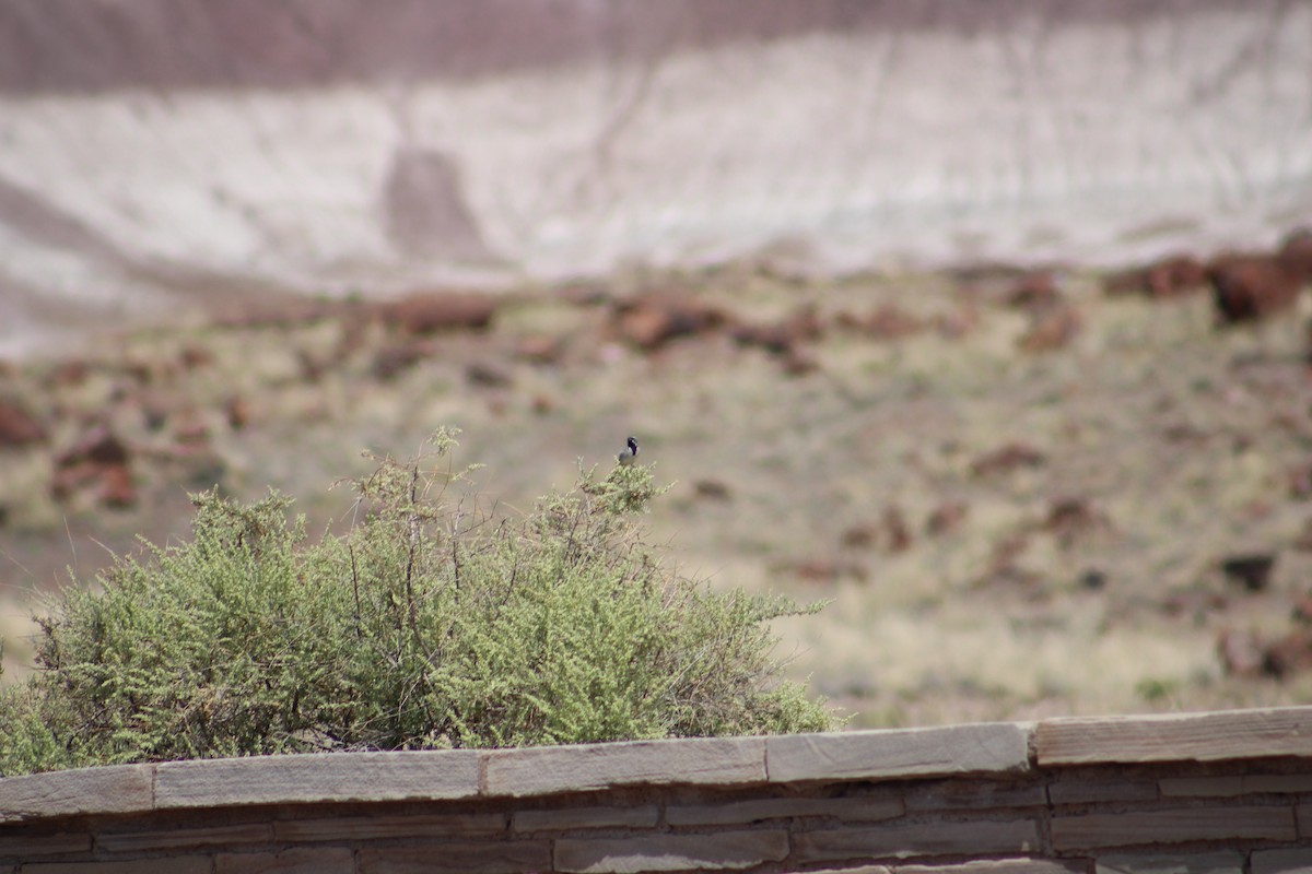 Black-throated Sparrow - ML595597501