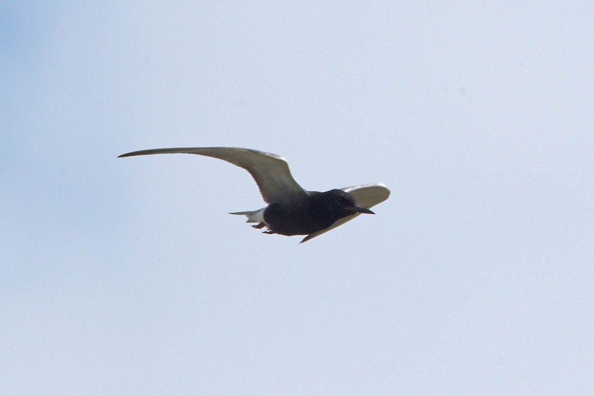 Black Tern - ML595597941