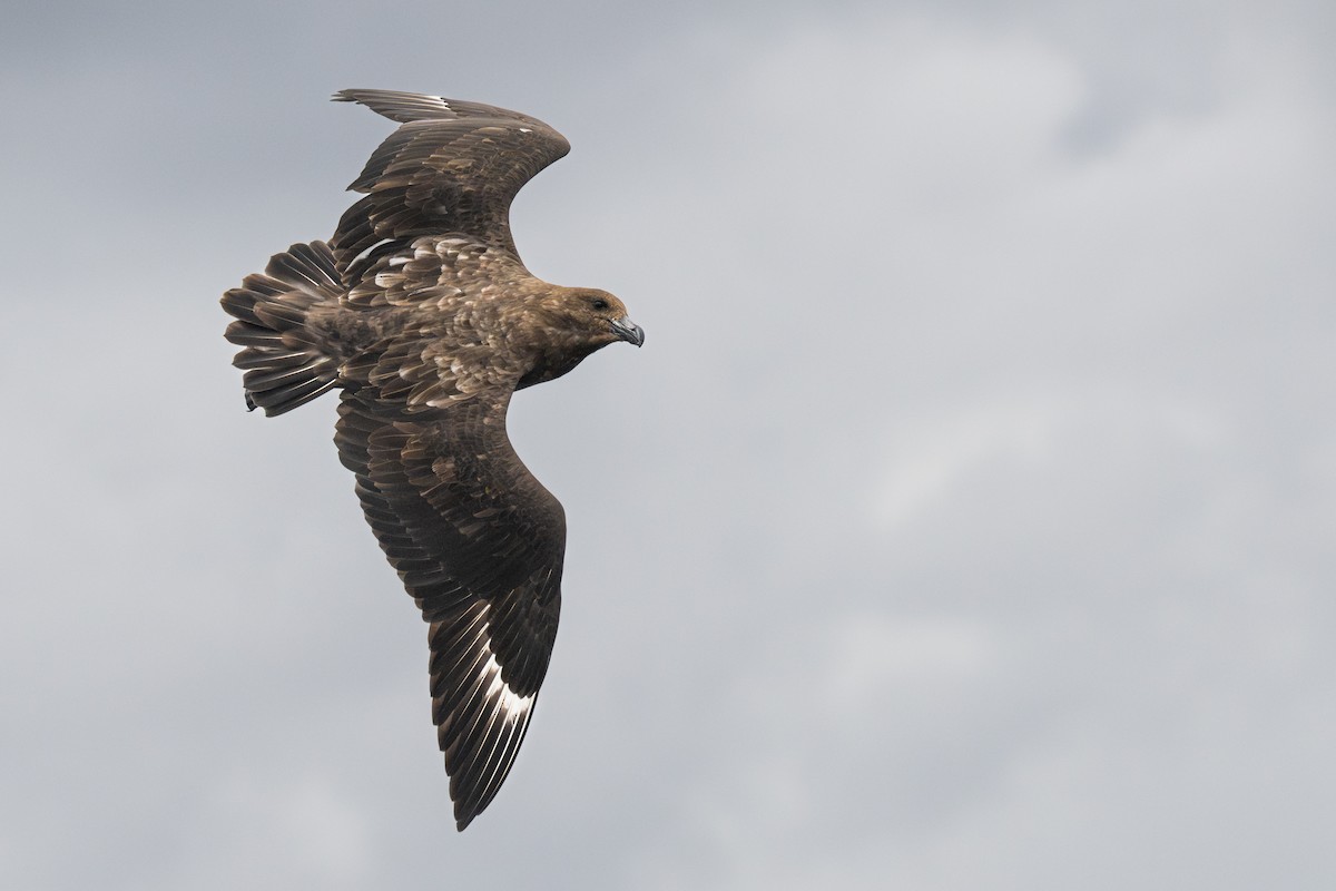 Brown Skua - ML595597991