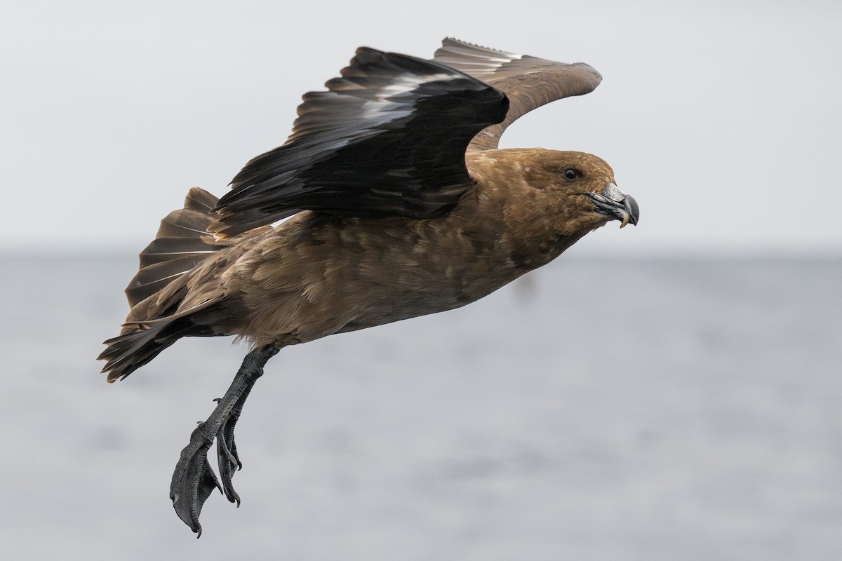 Brown Skua - ML595598001