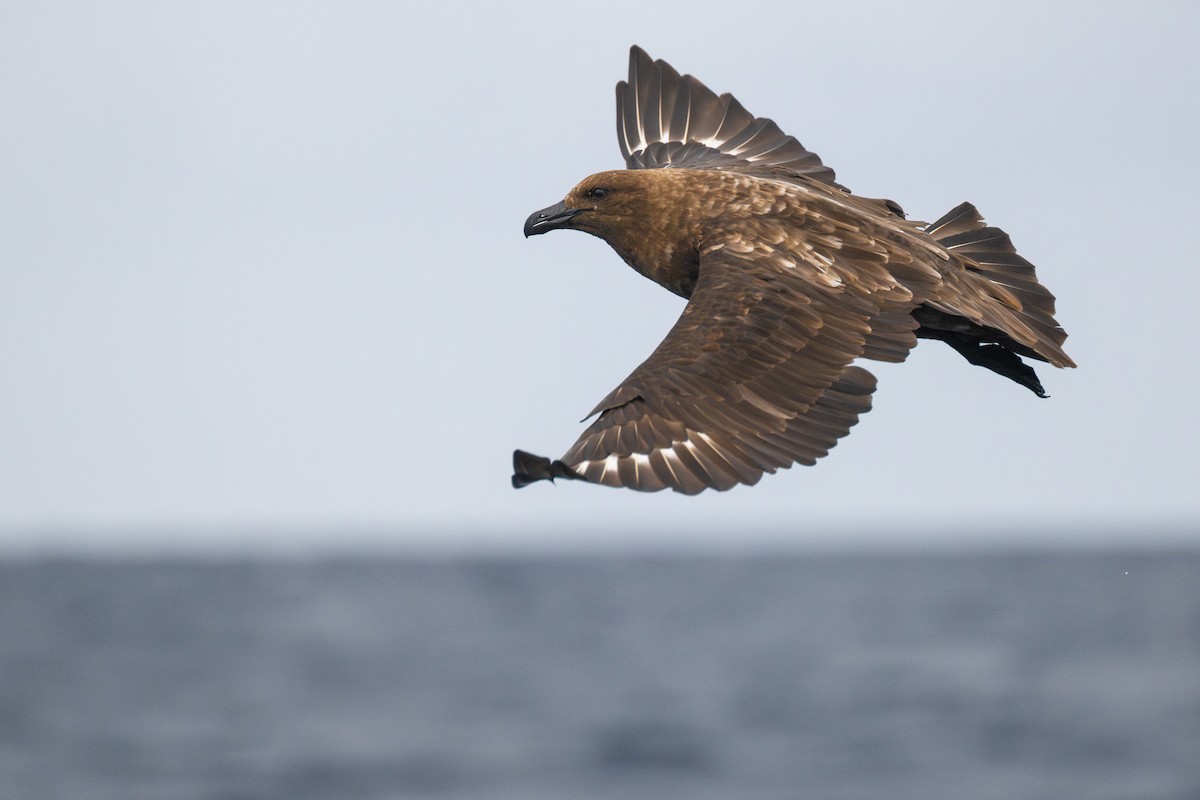 Brown Skua - David Southall