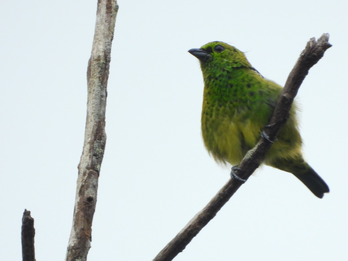 Yellow-bellied Tanager - ML595600661